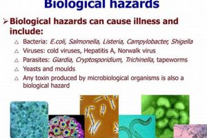Workplace Hazards: Biological, Chemical & Physical Risks Physical Health & Fitness – Boost Your Body, Energy, and Wellbeing Workplace Hazards: Biological, Chemical & Physical Risks | Physical Health & Fitness – Boost Your Body, Energy, and Wellbeing