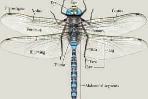 Dragonfly Anatomy: A Guide to Physical Form & Function Physical Health & Fitness – Boost Your Body, Energy, and Wellbeing Dragonfly Anatomy: A Guide to Physical Form & Function | Physical Health & Fitness – Boost Your Body, Energy, and Wellbeing