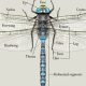 Dragonfly Anatomy: A Guide to Physical Form & Function | Physical Health & Fitness – Boost Your Body, Energy, and Wellbeing