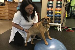 Find Top Physical Therapy Dogs Near You Physical Health & Fitness – Boost Your Body, Energy, and Wellbeing Find Top Physical Therapy Dogs Near You | Physical Health & Fitness – Boost Your Body, Energy, and Wellbeing