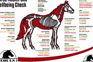 Complete Equine Physical Exam Guide Physical Health & Fitness – Boost Your Body, Energy, and Wellbeing Complete Equine Physical Exam Guide | Physical Health & Fitness – Boost Your Body, Energy, and Wellbeing