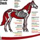 Complete Equine Physical Exam Guide | Physical Health & Fitness – Boost Your Body, Energy, and Wellbeing