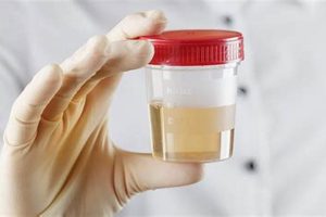 Synthetic Urine & DOT Physicals: Detection Methods Physical Health & Fitness – Boost Your Body, Energy, and Wellbeing Synthetic Urine & DOT Physicals: Detection Methods | Physical Health & Fitness – Boost Your Body, Energy, and Wellbeing