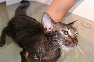 Best Cat Physical Therapy Near Me: Find Experts Physical Health & Fitness – Boost Your Body, Energy, and Wellbeing Best Cat Physical Therapy Near Me: Find Experts | Physical Health & Fitness – Boost Your Body, Energy, and Wellbeing