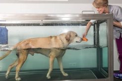 Best Dog Water Physical Therapy Near You Physical Health & Fitness – Boost Your Body, Energy, and Wellbeing Best Dog Water Physical Therapy Near You | Physical Health & Fitness – Boost Your Body, Energy, and Wellbeing