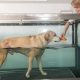 Best Dog Water Physical Therapy Near You | Physical Health & Fitness – Boost Your Body, Energy, and Wellbeing