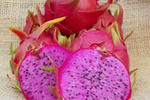 Exotic Physical Graffiti Dragon Fruit Varieties Physical Health & Fitness – Boost Your Body, Energy, and Wellbeing Exotic Physical Graffiti Dragon Fruit Varieties | Physical Health & Fitness – Boost Your Body, Energy, and Wellbeing
