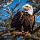 Majestic Eagle Physical Attributes & Adaptations | Physical Health & Fitness – Boost Your Body, Energy, and Wellbeing