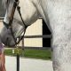 Certified Equine Physical Therapist: Expert Care | Physical Health & Fitness – Boost Your Body, Energy, and Wellbeing
