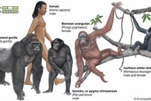 Ape Study: Biology or Physical Science? Unveiled Physical Health & Fitness – Boost Your Body, Energy, and Wellbeing Ape Study: Biology or Physical Science? Unveiled | Physical Health & Fitness – Boost Your Body, Energy, and Wellbeing