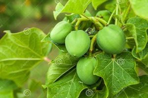 The Physic Nut Guide: Benefits & Uses | Physical Health & Fitness – Boost Your Body, Energy, and Wellbeing