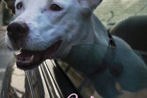 The Art of Poetic Threat Lyrics: A Dark Dive | Physical Health & Fitness – Boost Your Body, Energy, and Wellbeing